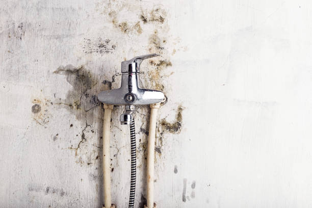 Mold Removal Process in Harlingen, TX