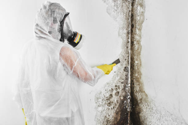 Best Mold Removal and Inspection  in Harlingen, TX
