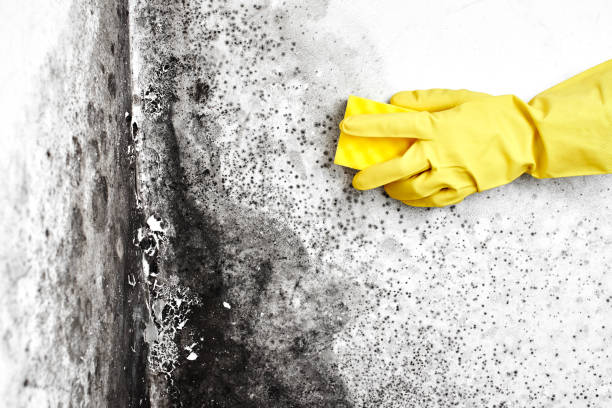 Reliable Harlingen, TX Mold Removal Solutions