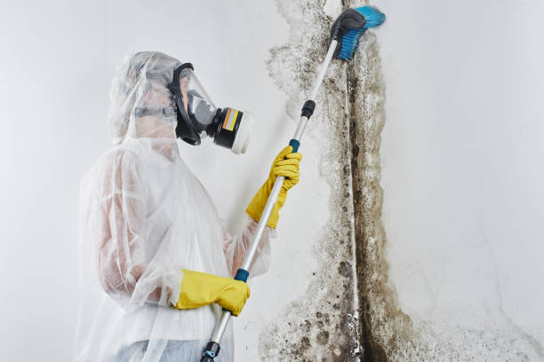 Mold Removal and Inspection in Harlingen, TX