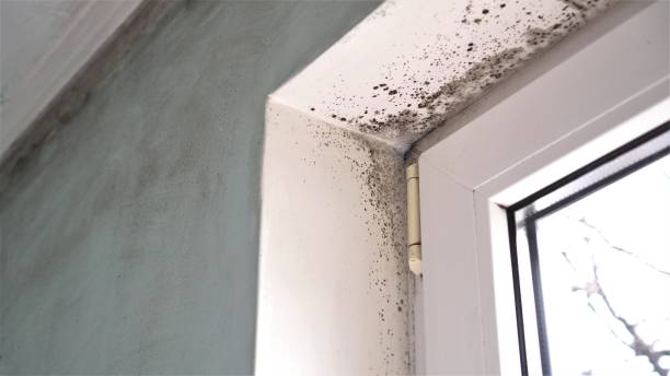 Best Mold Cleaning Services  in Harlingen, TX