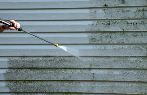 Best Certified Mold Removal  in Harlingen, TX