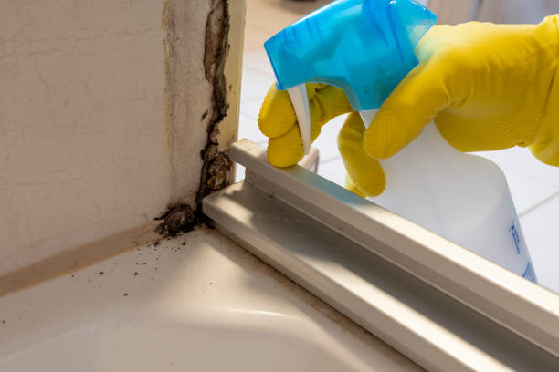 Best Mold Damage Repair  in Harlingen, TX