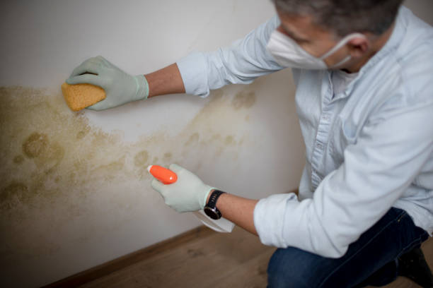 Best Affordable Mold Removal  in Harlingen, TX