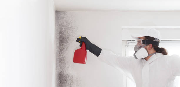 Office Mold Removal Services in Harlingen, TX