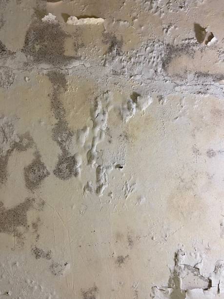Best Mold Damage Repair  in Harlingen, TX