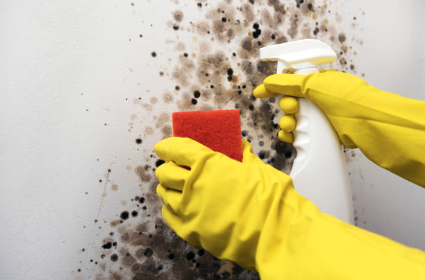 Best Mold Removal Process  in Harlingen, TX